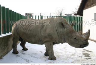 Rhinoceros poses 0009