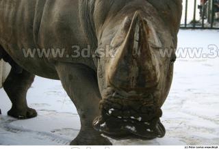 Rhinoceros poses 0010
