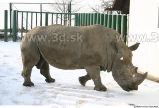 Rhinoceros poses 0011