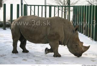 Rhinoceros poses 0013