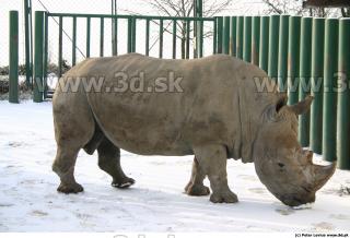 Rhinoceros poses 0015