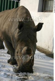 Rhinoceros poses 0016