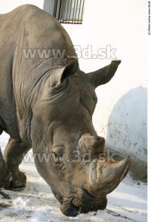 Rhinoceros poses 0017