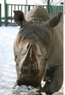 Rhinoceros poses 0018