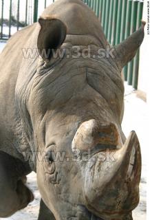 Rhinoceros poses 0019