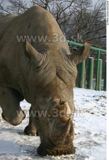 Rhinoceros poses 0030