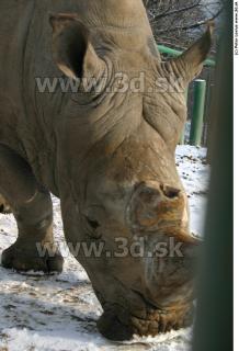 Rhinoceros poses 0031