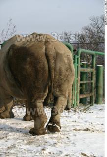 Rhinoceros poses 0033