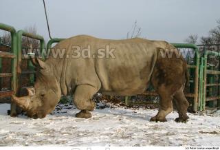 Rhinoceros poses 0034