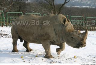 Rhinoceros poses 0037