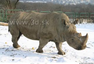 Rhinoceros poses 0038