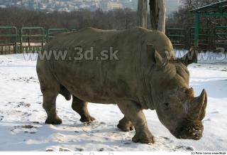 Rhinoceros poses 0039