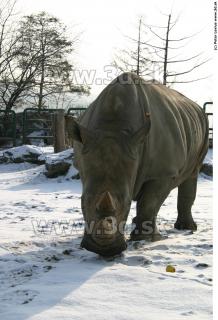 Rhinoceros poses 0042