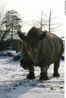 Rhinoceros poses 0043