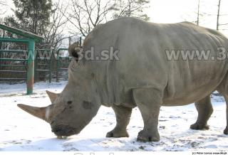 Rhinoceros poses 0045