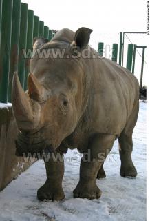 Rhinoceros poses 0054