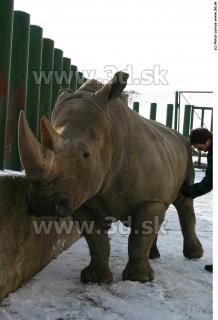 Rhinoceros poses 0056