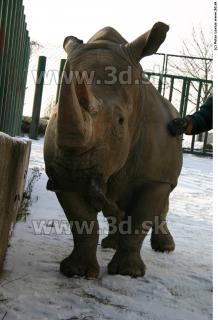 Rhinoceros poses 0058