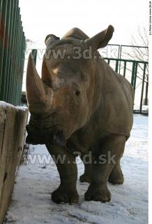 Rhinoceros poses 0059