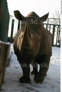 Rhinoceros poses 0060