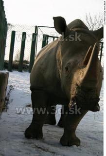 Rhinoceros poses 0061