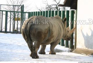 Rhinoceros poses 0065