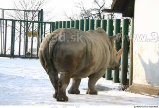 Rhinoceros poses 0066