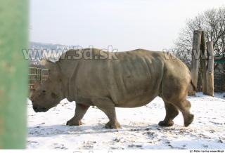 Rhinoceros poses 0070