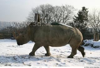 Rhinoceros poses 0071