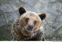 Head Bear