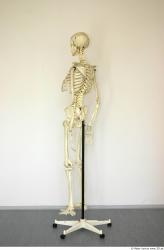 Whole Body Skeleton