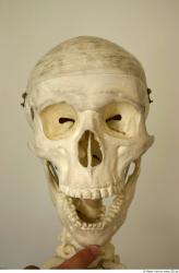 Head Skeleton