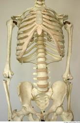 Upper Body Skeleton