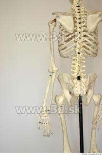 Skeleton poses 0007