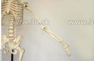 Skeleton poses 0020