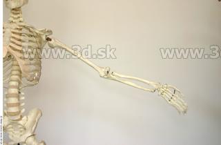 Skeleton poses 0021