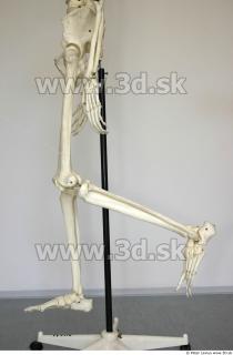Skeleton poses 0028