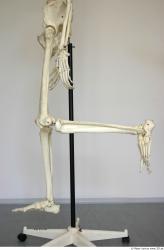 Skeleton poses