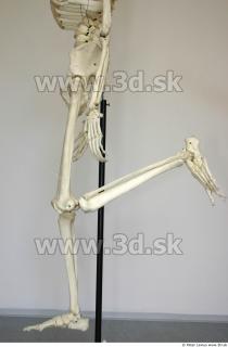 Skeleton poses 0031