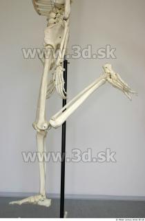 Skeleton poses 0032