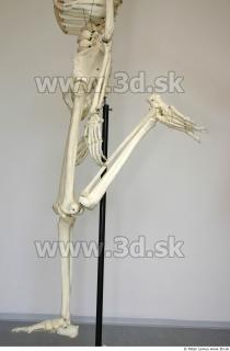 Skeleton poses 0033