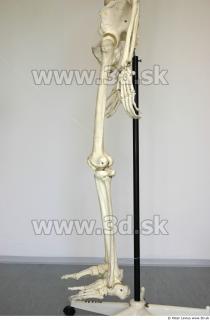Skeleton poses 0034