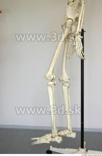 Skeleton poses 0035