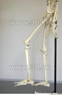 Skeleton poses 0036