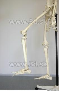 Skeleton poses 0037