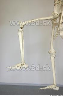 Skeleton poses 0038