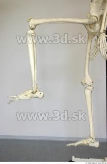 Skeleton poses 0039