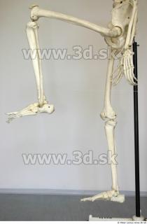 Skeleton poses 0040