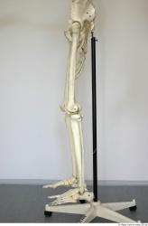 Skeleton poses