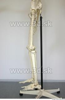 Skeleton poses 0041